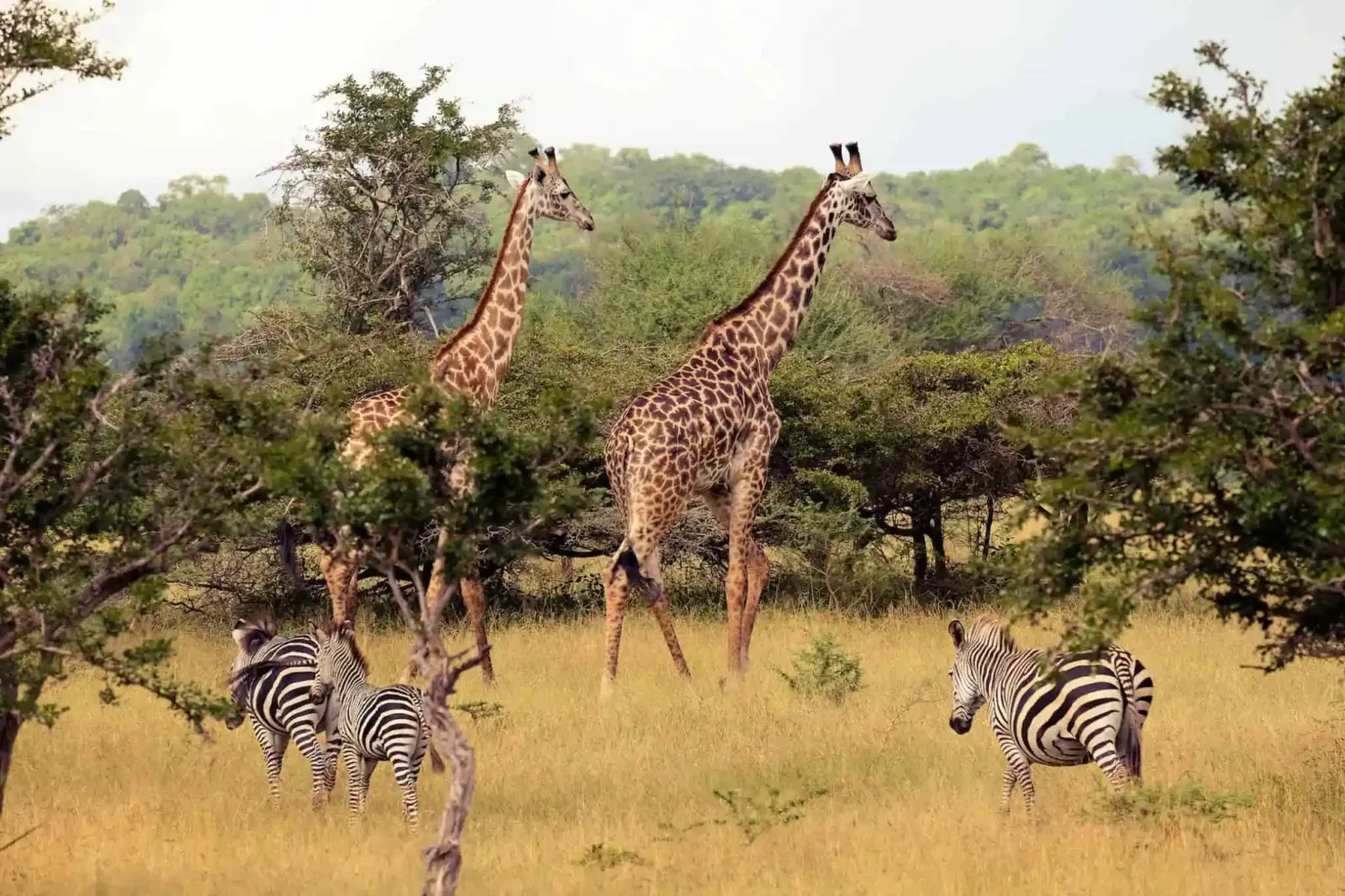 Elephants and open woodland in Nyerere National Park, southern Tanzania